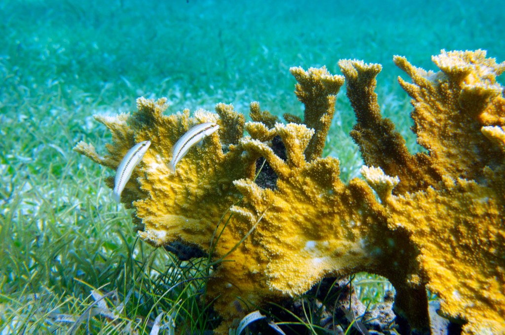 Belize Reef