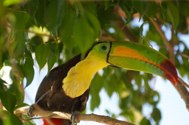 Belize Toucan